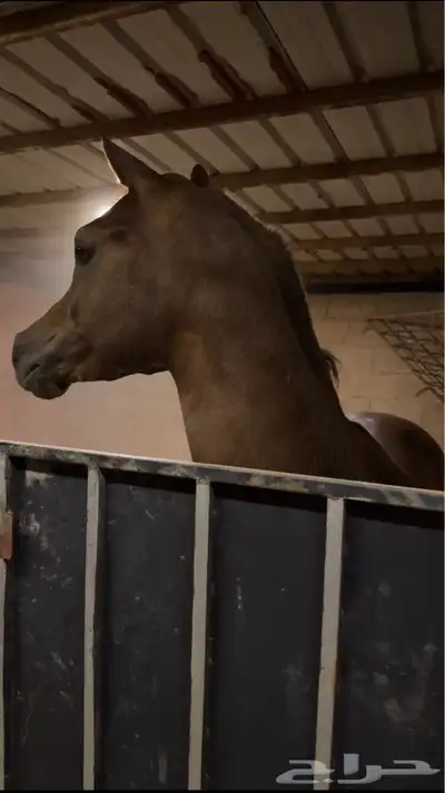 مهر واهو index