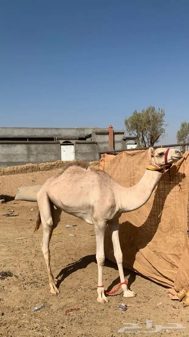 اعرض لكم عقود حق للبيع 2