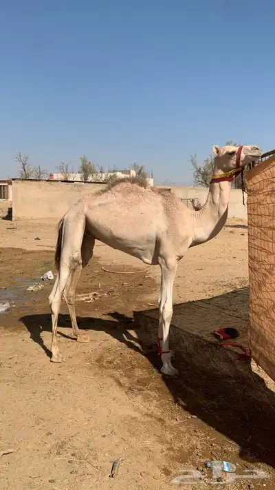 اعرض لكم عقود حق للبيع index