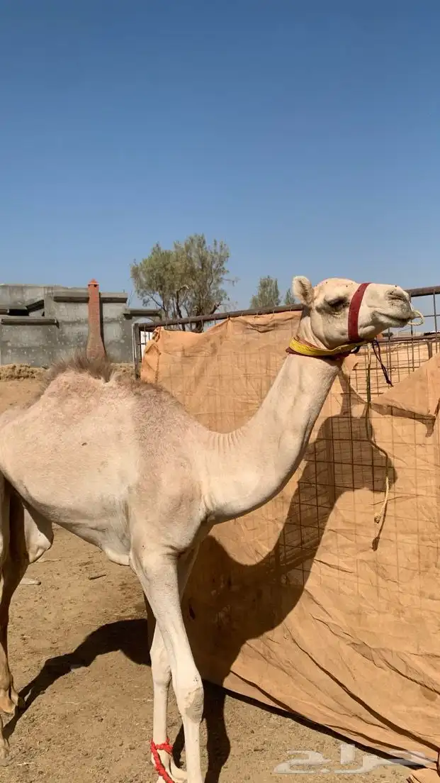 اعرض لكم عقود حق للبيع 0