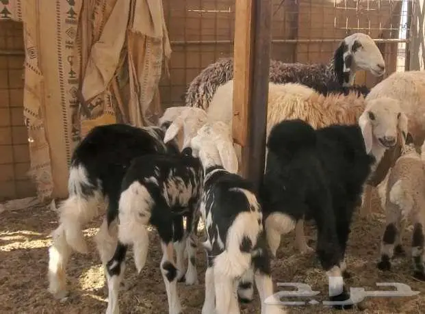 2 نعاج نجد تحتها 4 بهم 1