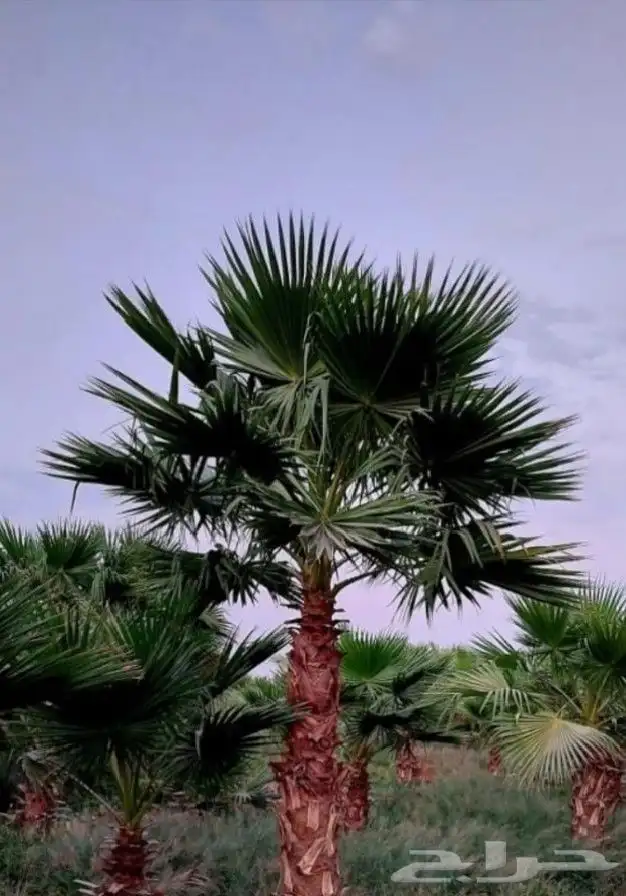 نخل واشنطني 8