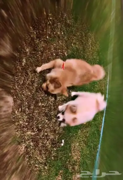 كلاب بو مرينيان 0