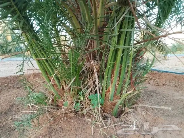 يوجد لدينا جميع انواع النخيل 0