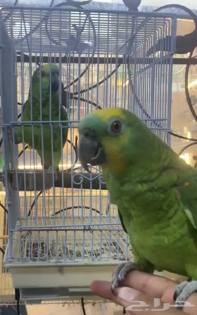 للبيع ببغاء امزونيات متكلمه على اليد واليفه 4