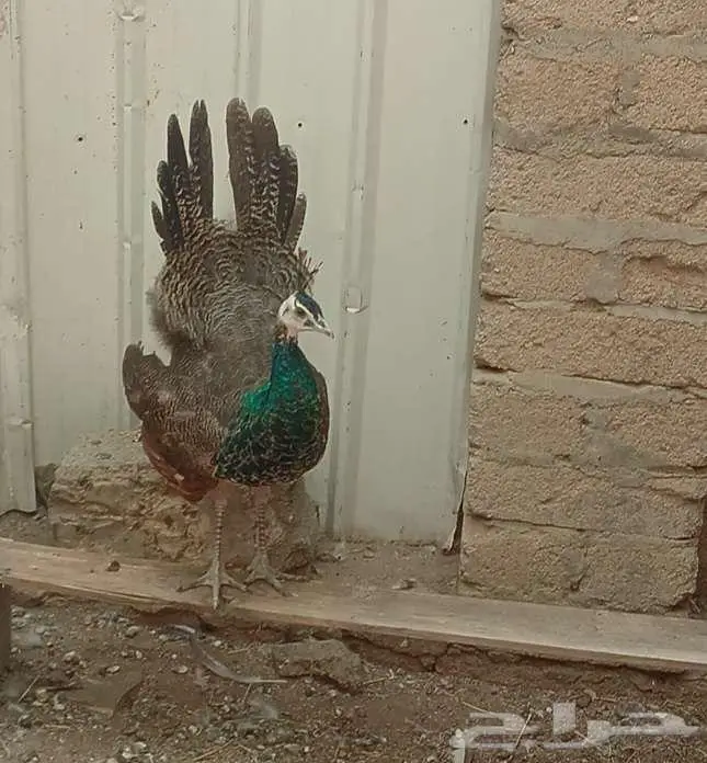 جوز طاؤوس هندي 4