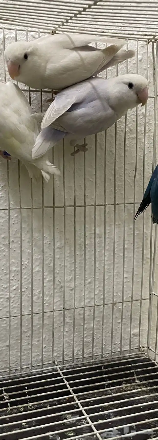 طيور روز للبيع 0