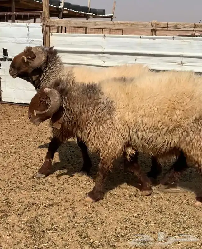 خرفان نعيم 1