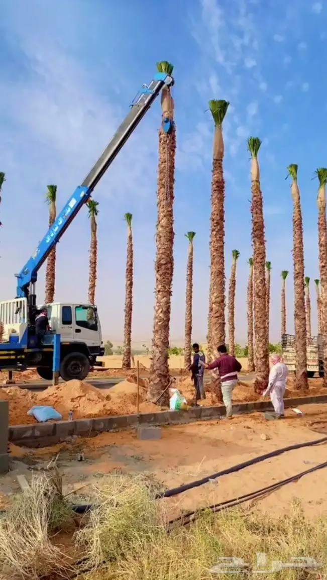 نخل وشنطني امريكي زينه جميع المقاسات وجميع الانواع 2