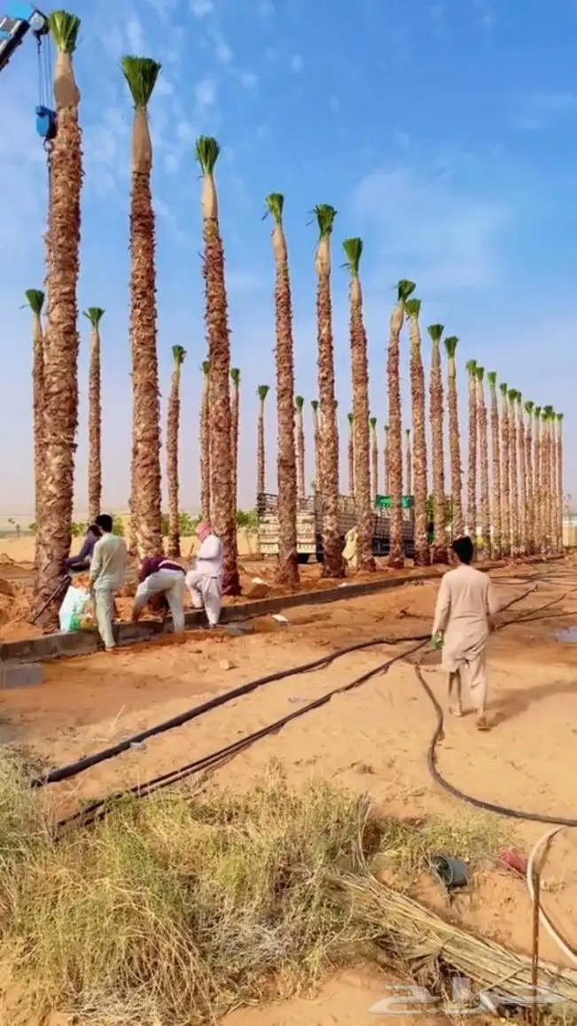 نخل وشنطني امريكي زينه جميع المقاسات وجميع الانواع 0