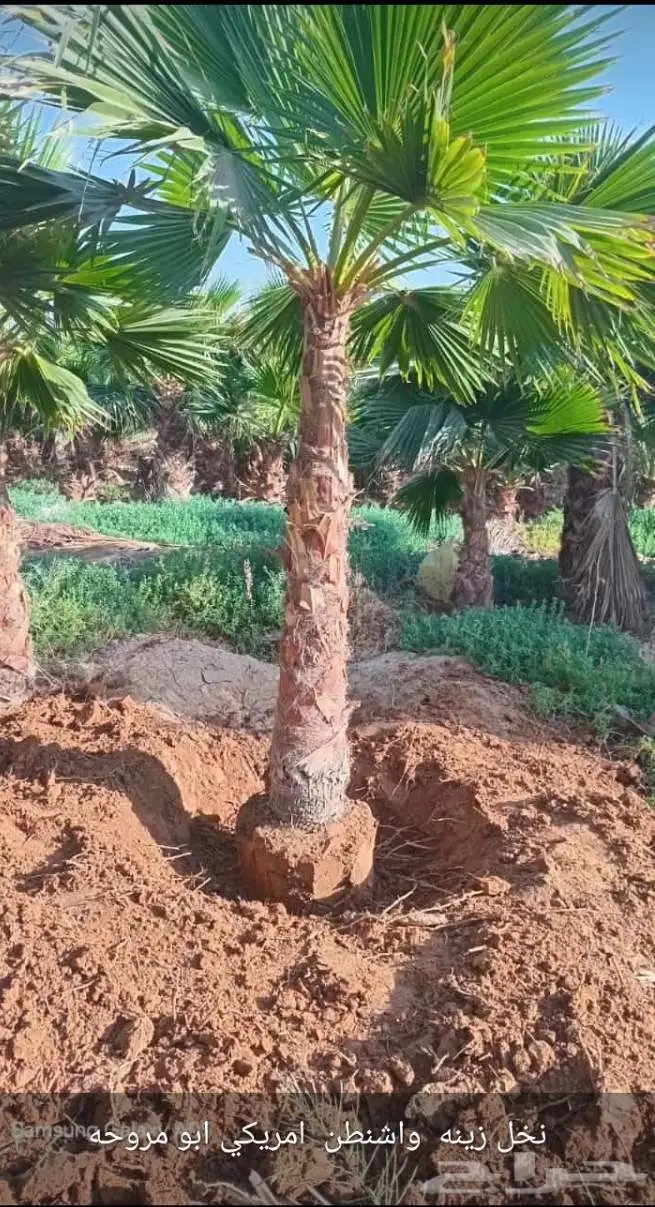 يوجد لدينا نخيل وشنطني وعربي بجميع المقسات والانواع 8