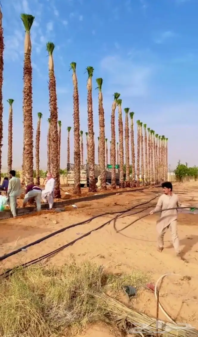 نخل وشنطني امريكي زينه جميع المقاسات وجميع الانواع 1