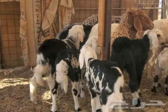 2 نعاج نجد تحتها 4 بهم 3