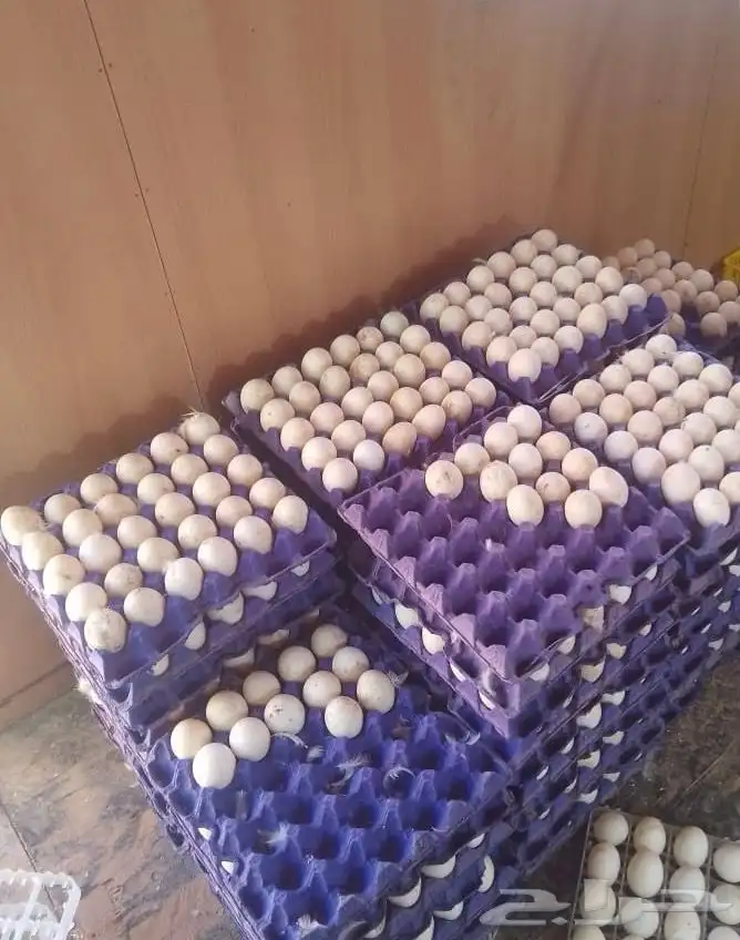 بيض بط بكيني 5