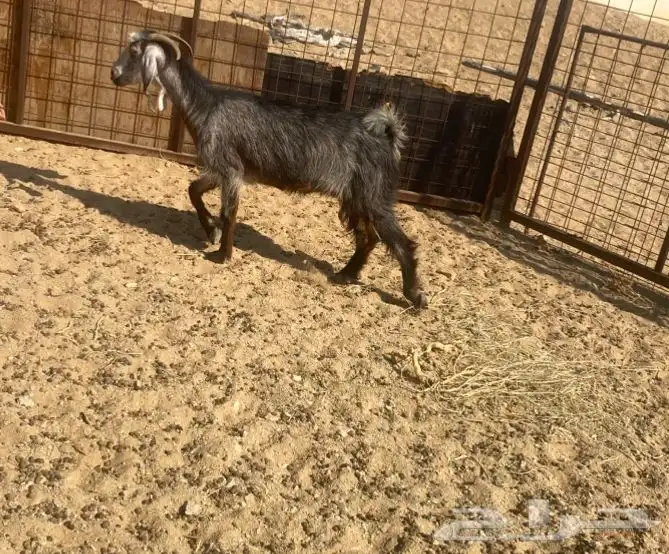 عنز حايل توه داخله سديس 0