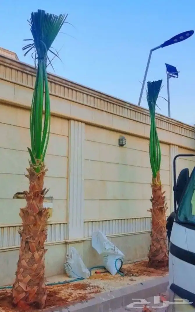 نخيل واشنطني زينه 3