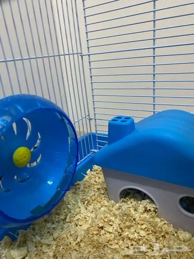 هامستر لطيف للبيع 7