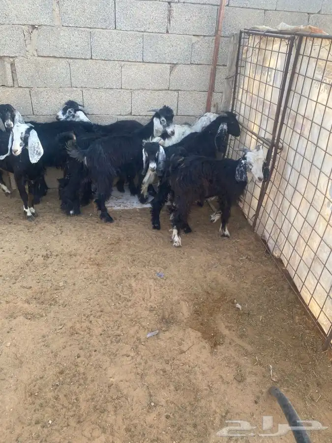 تيوس للبييع 0