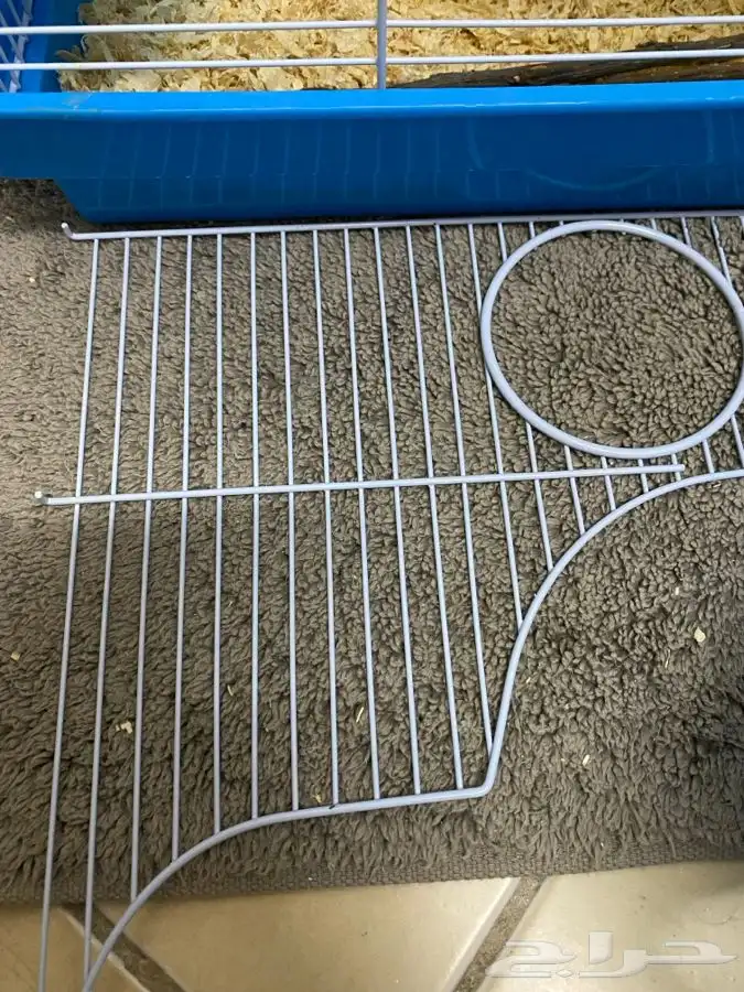 هامستر لطيف للبيع 5