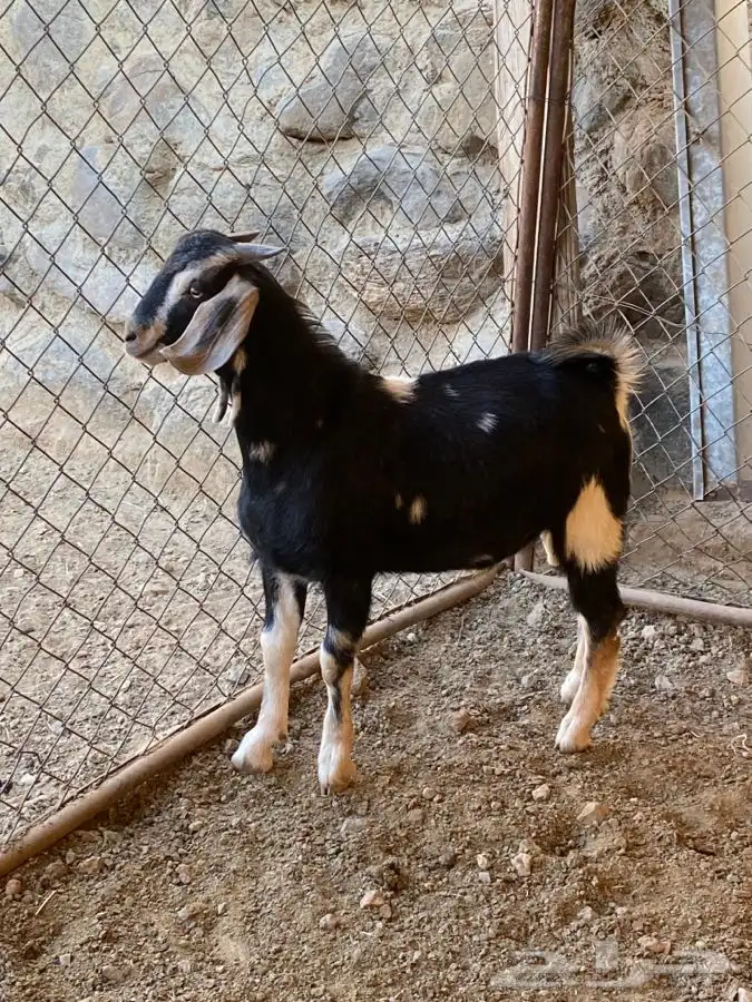 مشاريع فحول 1