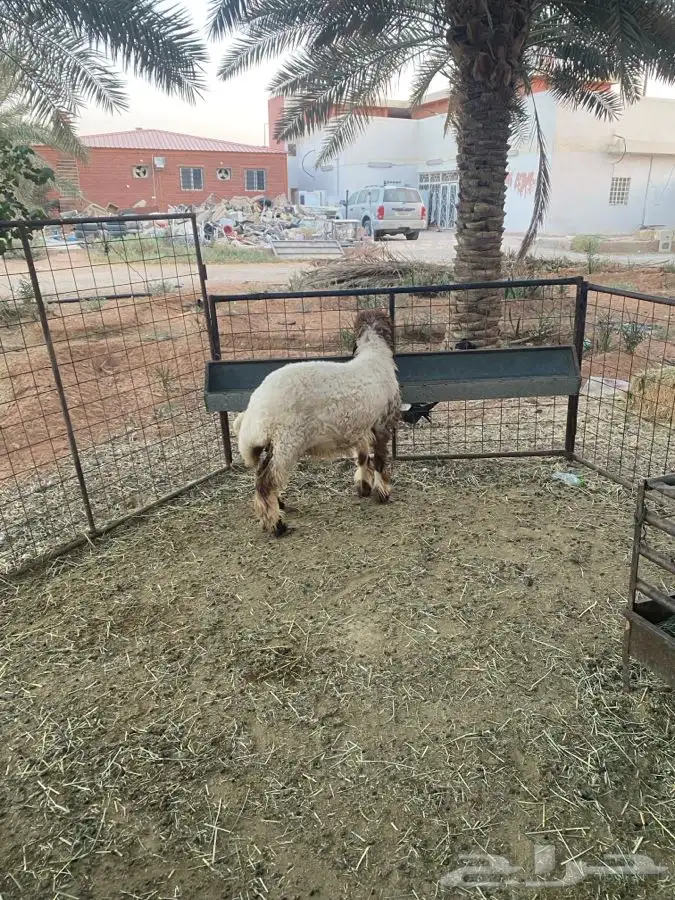 رخل نعيميه مقفله 1