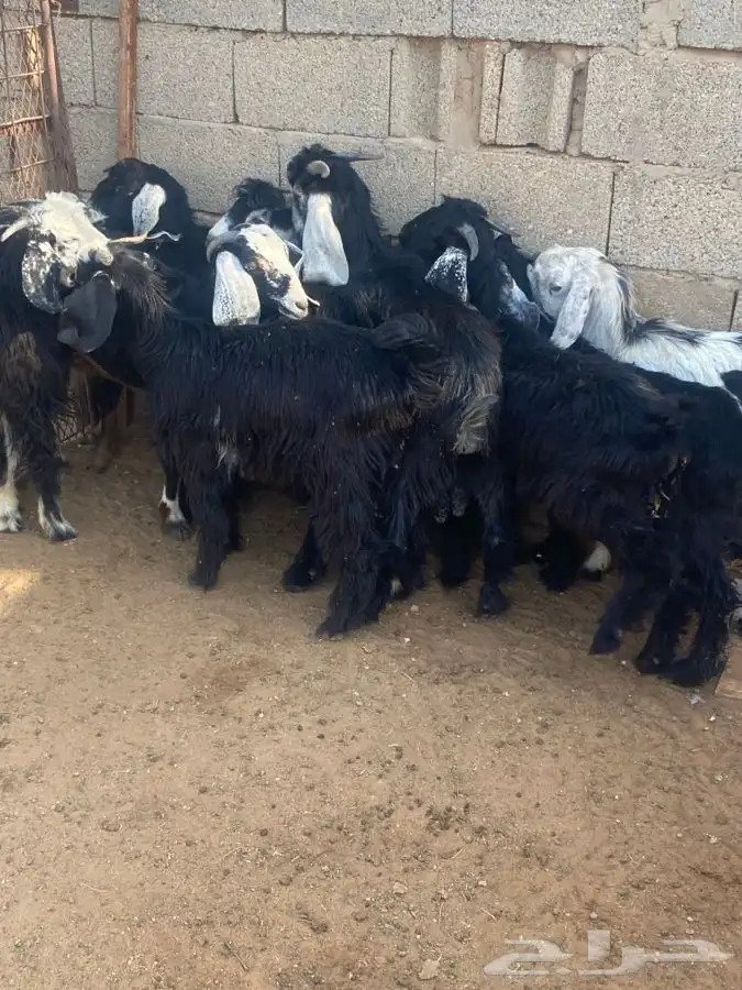 تيوس للبييع 5