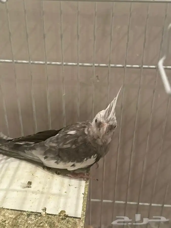 طير كروان ذكر للبيع 1