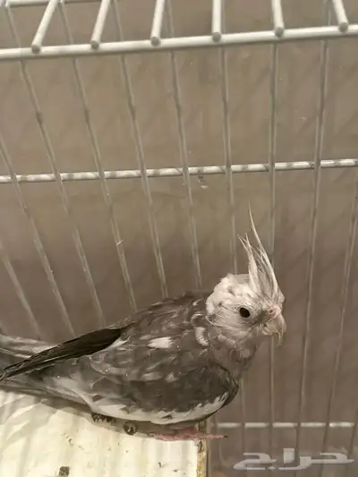 طير كروان ذكر للبيع index