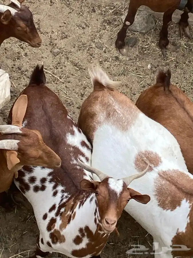 ذبايح مع الذبخ والتوصيل 20