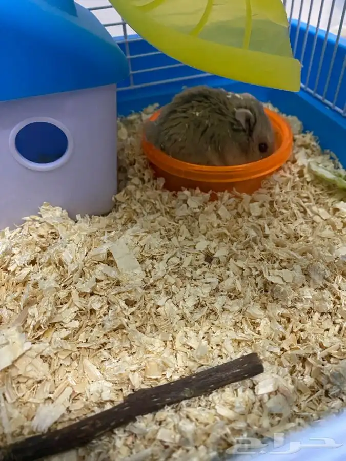 هامستر لطيف للبيع 1