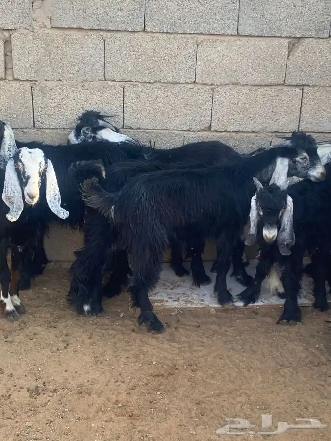 تيوس للبييع 3