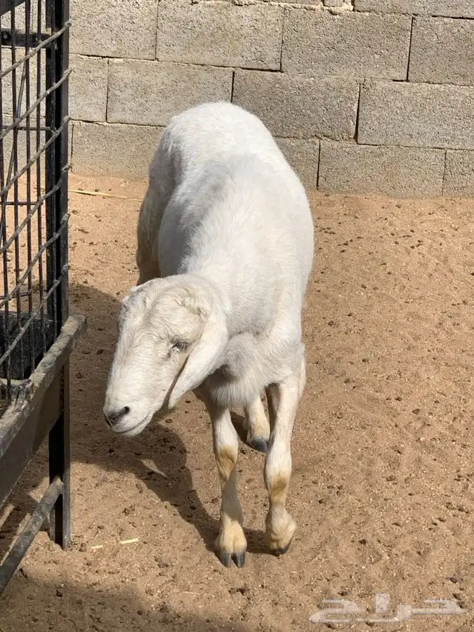 ذبايح مع الذبخ والتوصيل 25