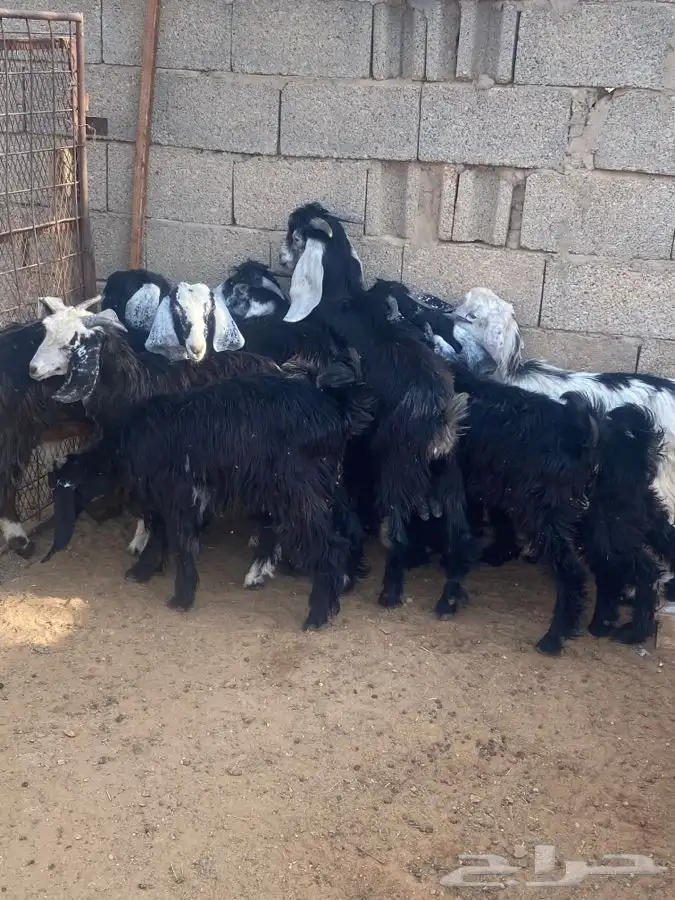 تيوس للبييع 4