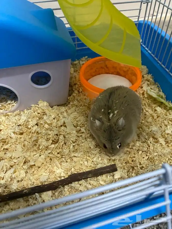 هامستر لطيف للبيع 0