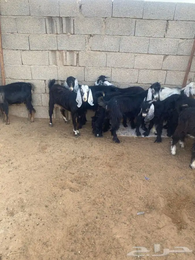 تيوس للبييع 2