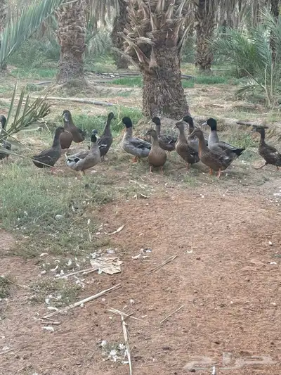 بط خضاري index