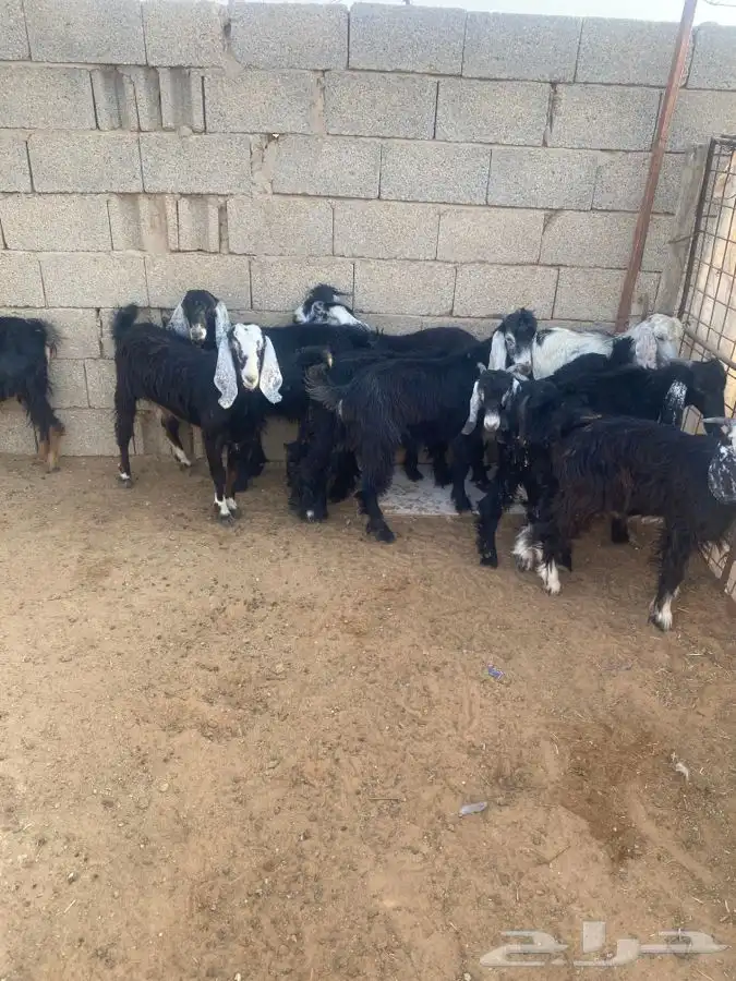 تيوس للبييع 1