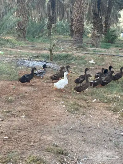 بط خضاري index