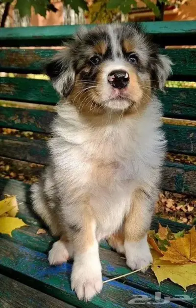 جراوي استراليان شيبرد من روسيا index