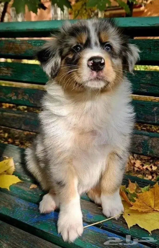 جراوي استراليان شيبرد من روسيا 3