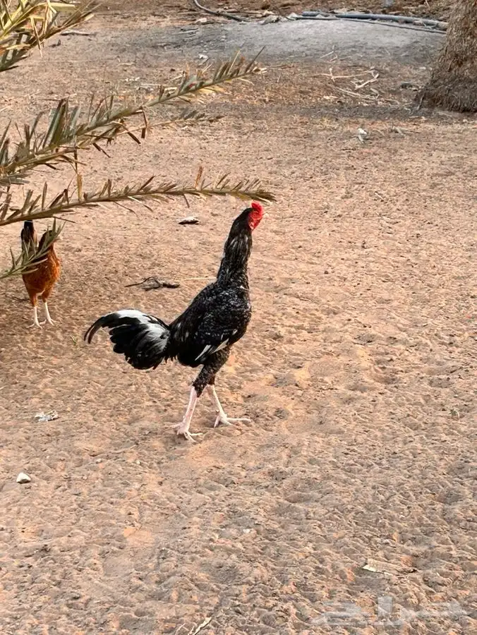 ديك فخم بالخرج 5