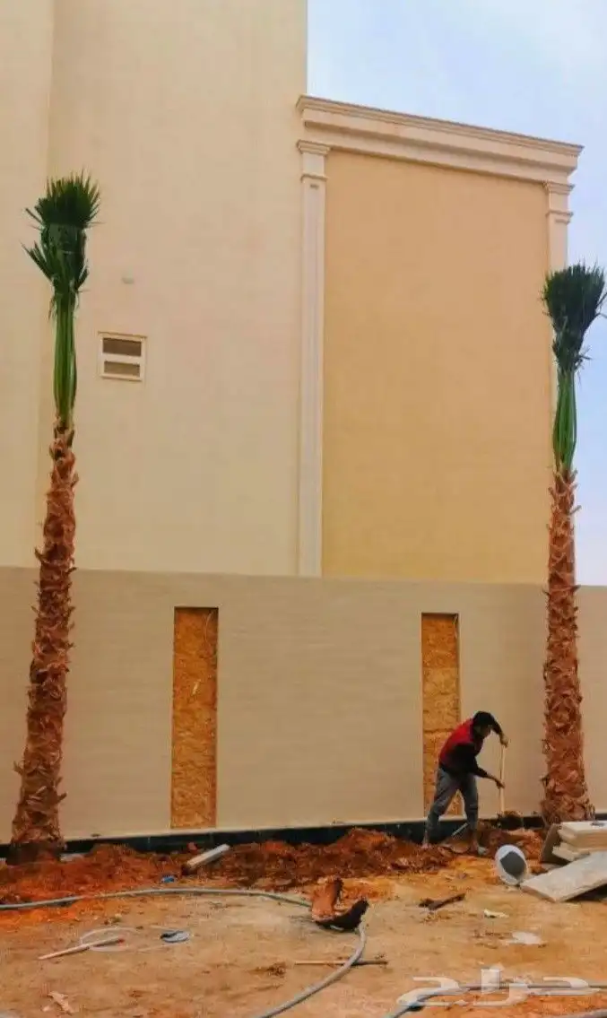 نخيل واشنطني زينه 1