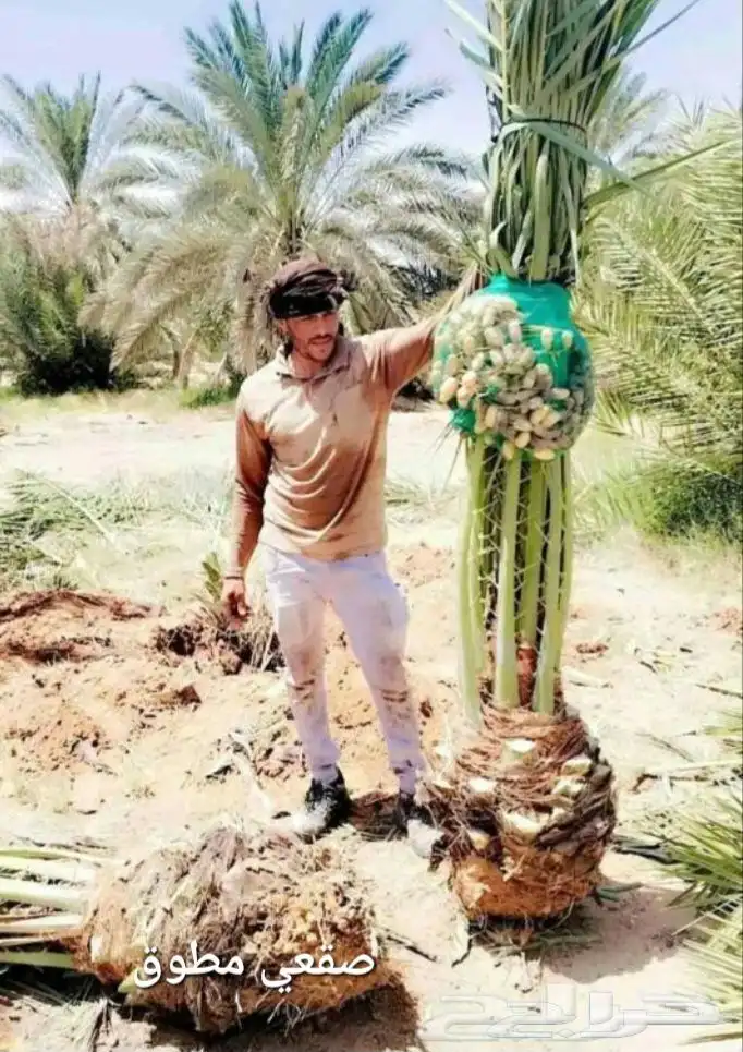 نخيل المجمعه 2