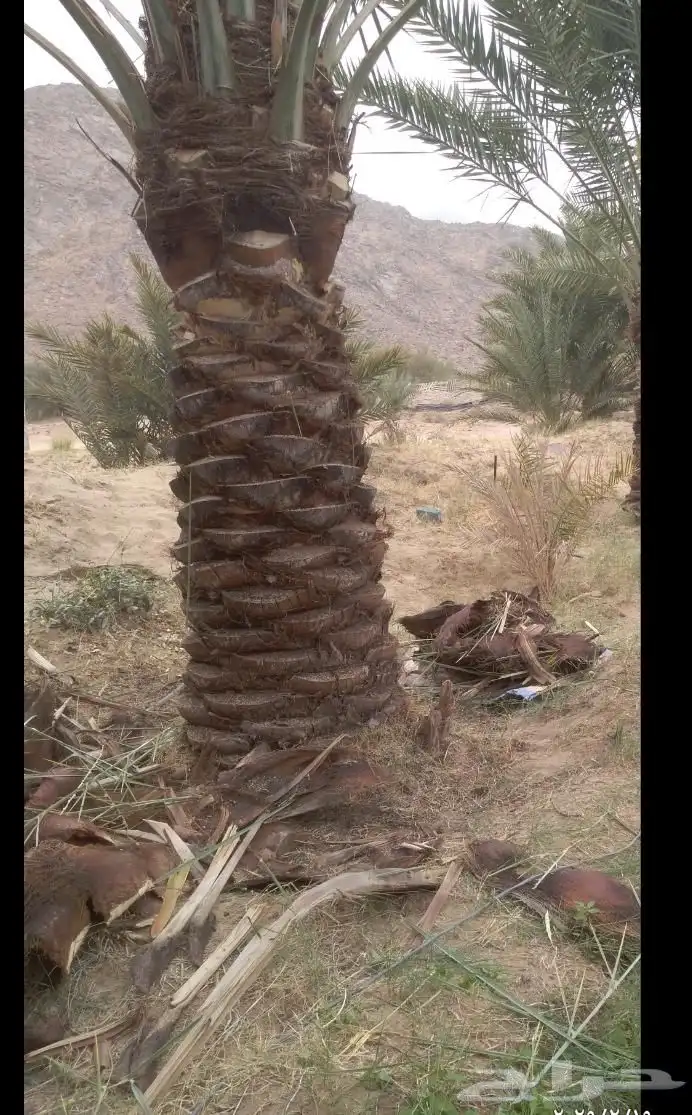 تكريب.وتنظيف.قلع فسايل.موجودنخل بياض واخلاص وشيشي 0