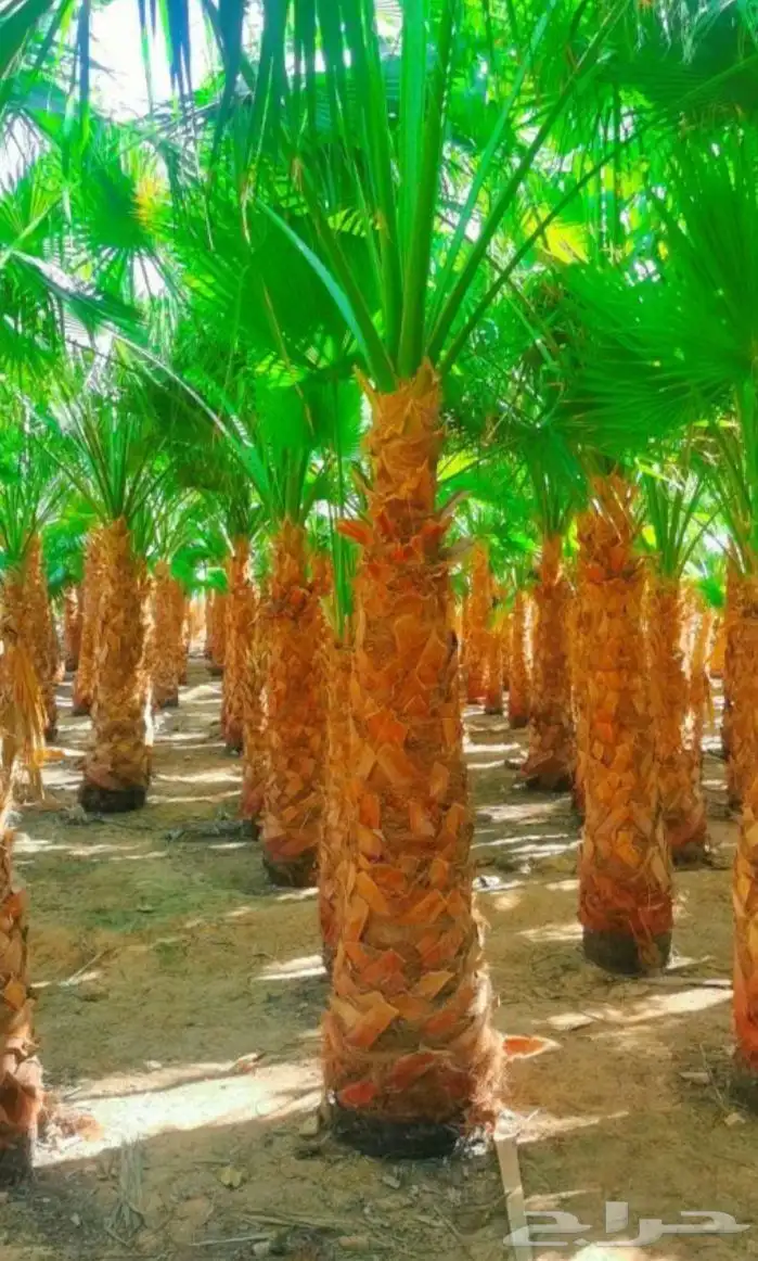 نخيل واشنطني زينه 2