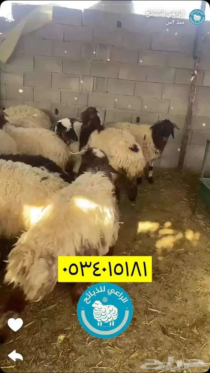 تابي تمارا ذبائح نعيم حري سواكن ذبايح 2