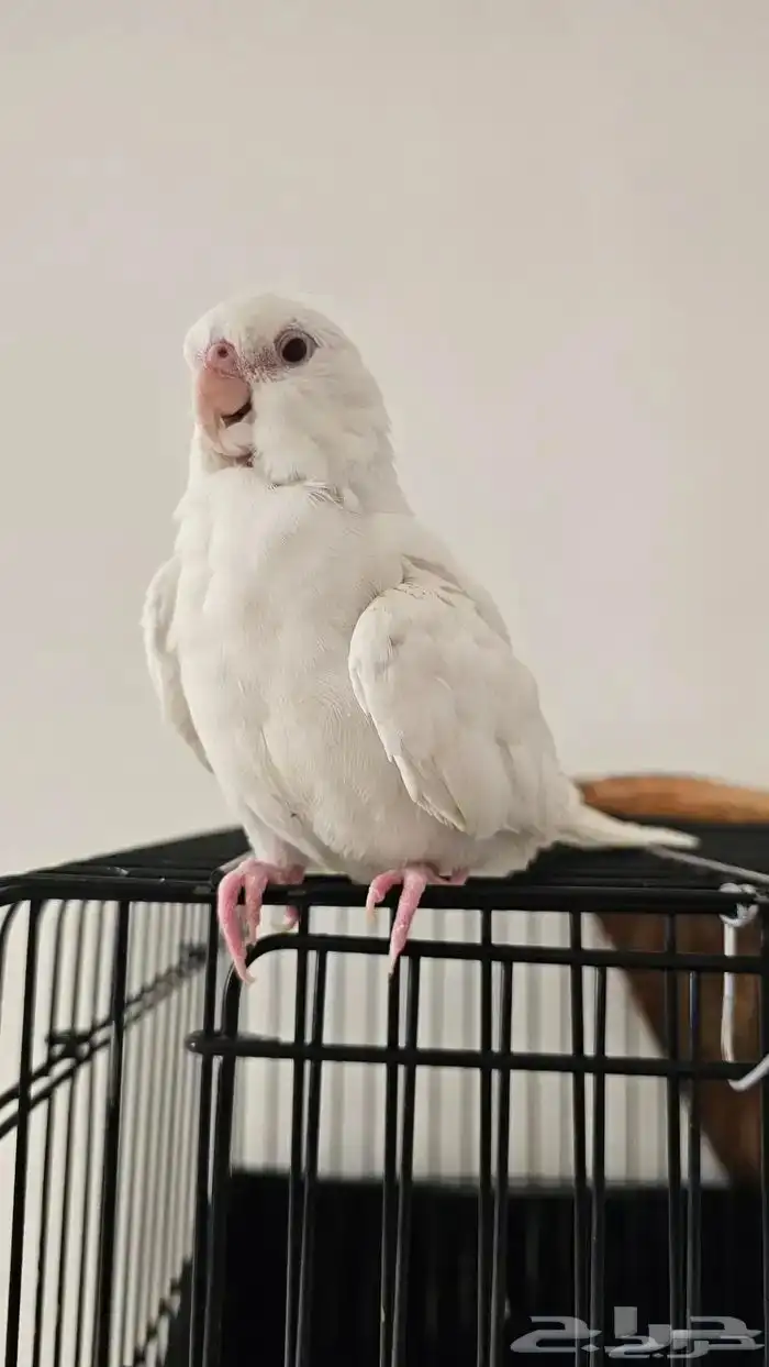 مفقود كروان البينو 1