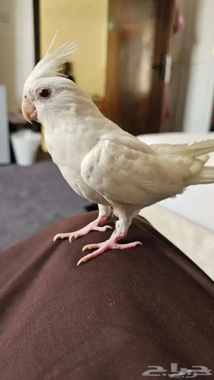 مفقود كروان البينو 2