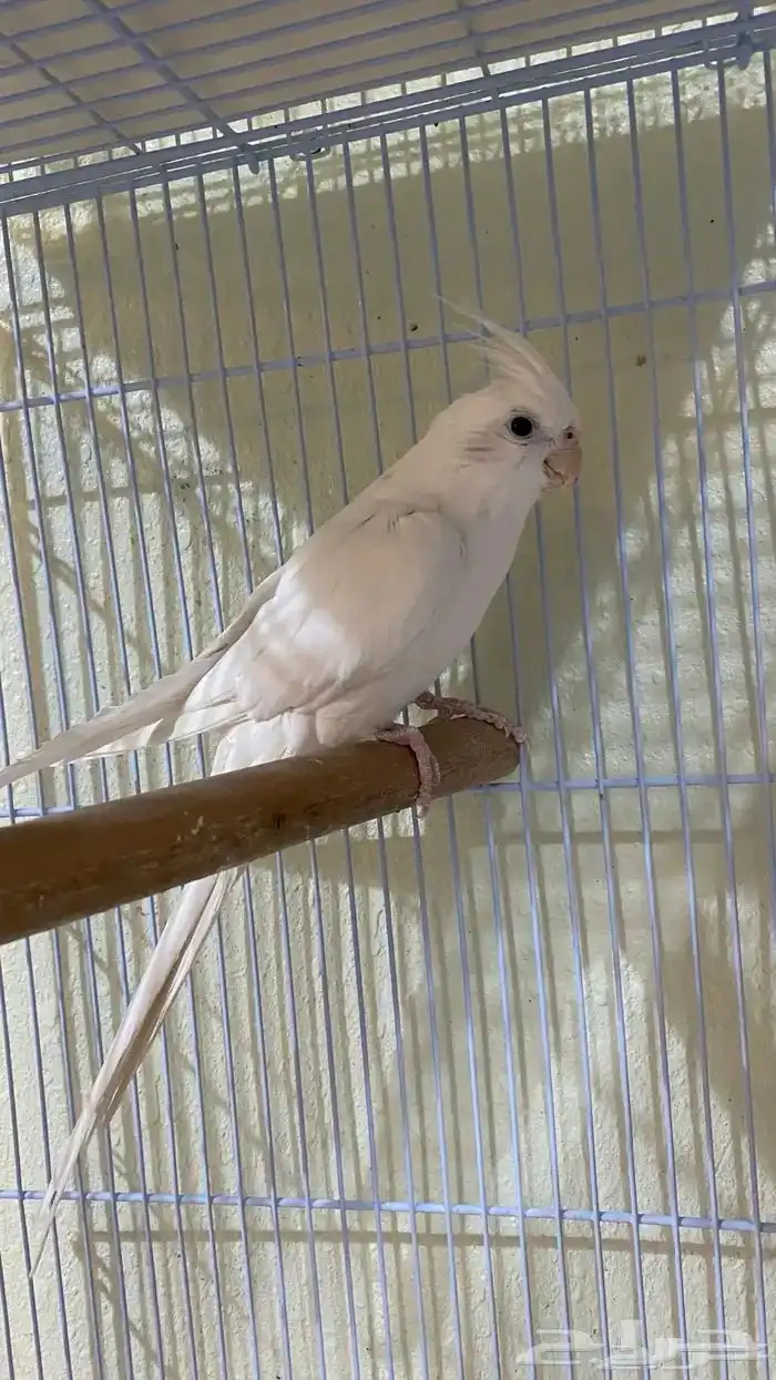 مفقود كروان البينو 0