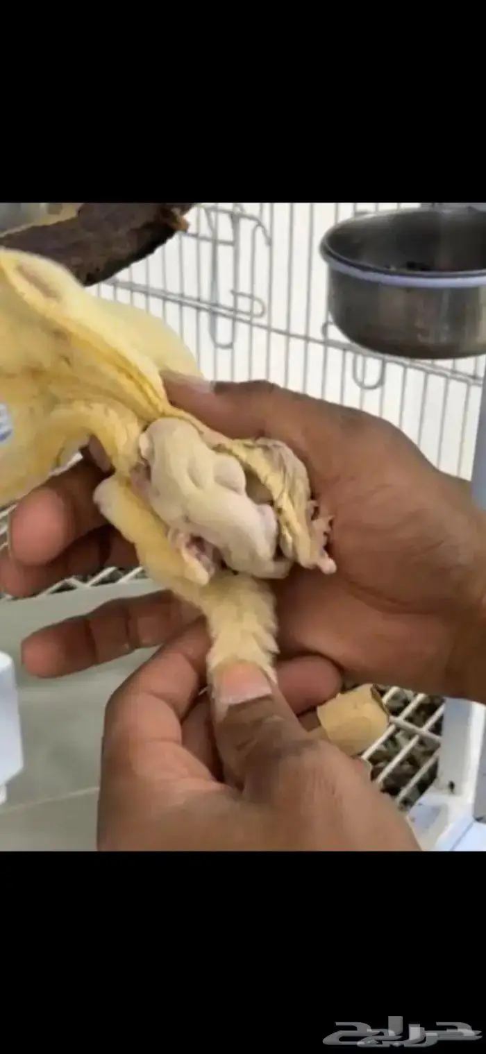 سنجاب الطار او شوقر قلايدر اجوز منتجه 0